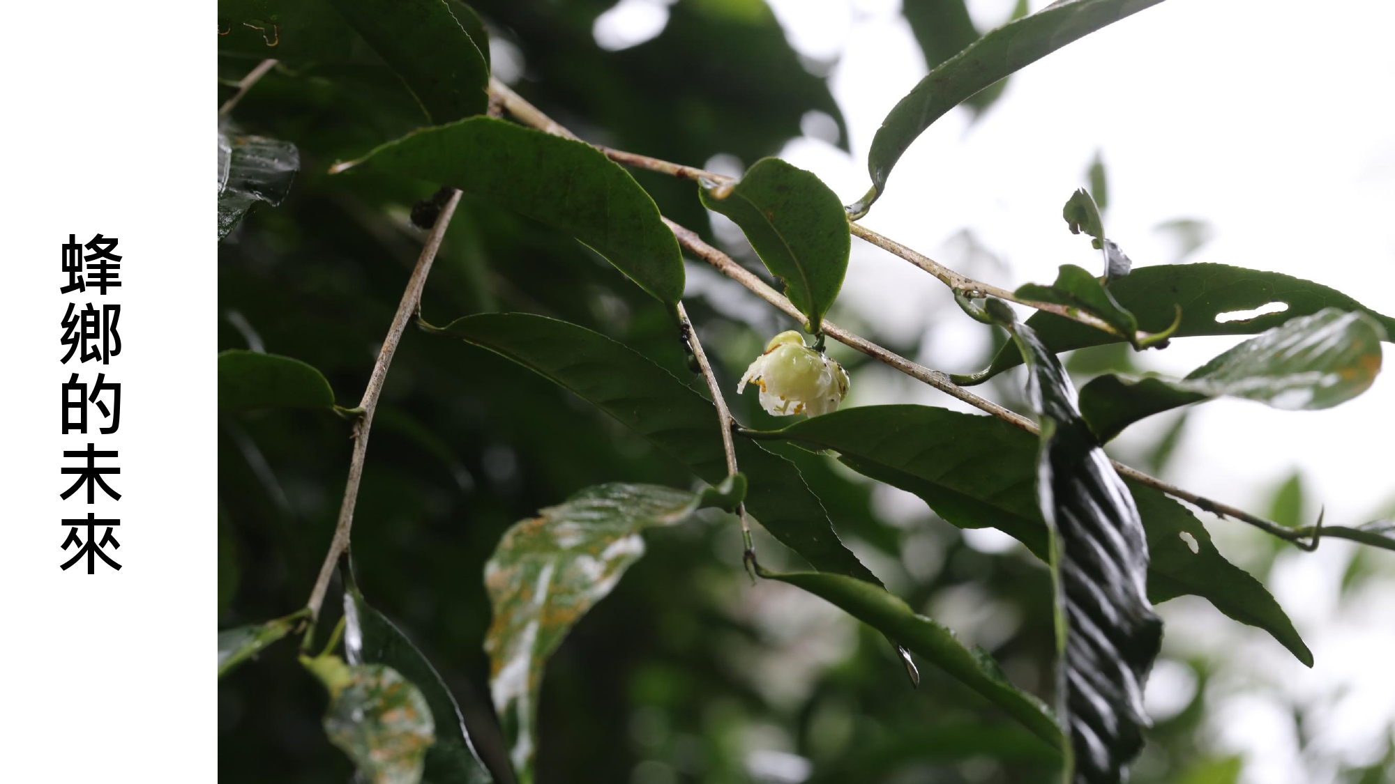 無螫蜂生態導覽